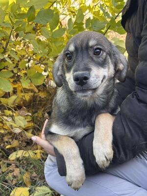 Sissi, Mischling Welpen - Hündin