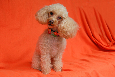 Sissi Pu - Toy Pudel, Toy Poodle - Hündin