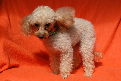 Sissi Pu - Toy Pudel, Toy Poodle - Hündin