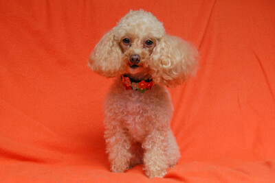 Sissi Pu - Toy Pudel, Toy Poodle - Hündin