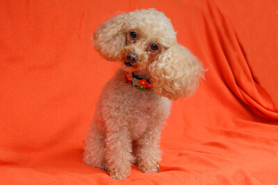 Sissi Pu - Toy Pudel, Toy Poodle - Hündin