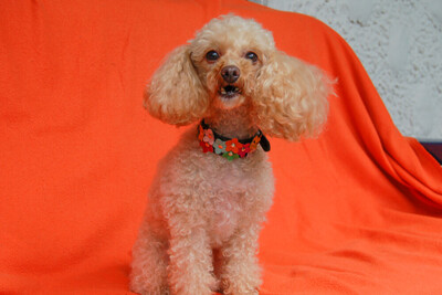 Sissi Pu - Toy Pudel, Toy Poodle - Hündin