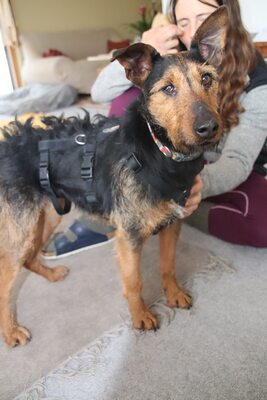 Sissi, aufgeschlossen, menschenbezogen und bereit für einen Neuanfang, Mischling - Hündin