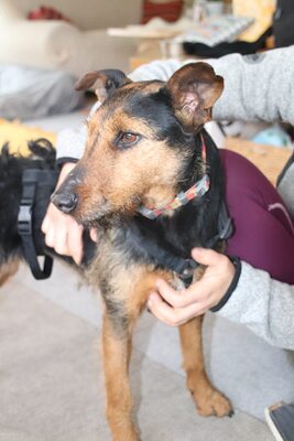 Sissi, aufgeschlossen, menschenbezogen und bereit für einen Neuanfang, Mischling - Hündin