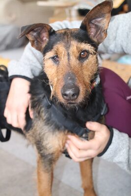 Sissi, aufgeschlossen, menschenbezogen und bereit für einen Neuanfang, Mischling - Hündin