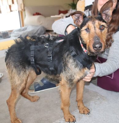 Sissi, aufgeschlossen, menschenbezogen und bereit für einen Neuanfang, Mischling - Hündin