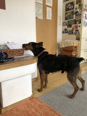 Sissi, aufgeschlossen, menschenbezogen und bereit für einen Neuanfang, Mischling - Hündin