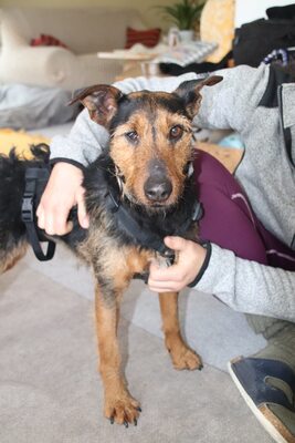 Sissi, aufgeschlossen, menschenbezogen und bereit für einen Neuanfang, Mischling - Hündin