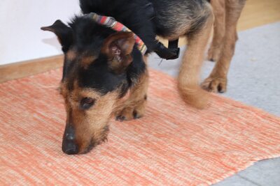 Sissi, aufgeschlossen, menschenbezogen und bereit für einen Neuanfang, Mischling - Hündin