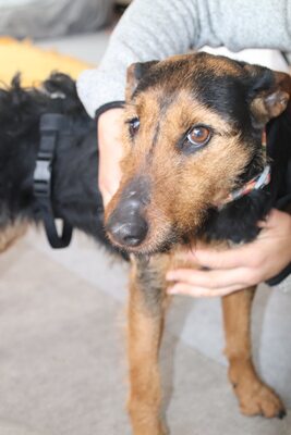 Sissi, aufgeschlossen, menschenbezogen und bereit für einen Neuanfang, Mischling - Hündin