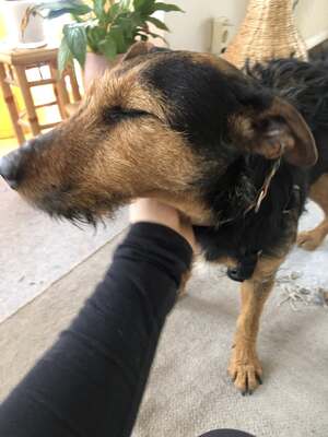 Sissi, aufgeschlossen, menschenbezogen und bereit für einen Neuanfang, Mischling - Hündin