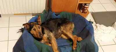 Sissi, aufgeschlossen, menschenbezogen und bereit für einen Neuanfang, Mischling - Hündin