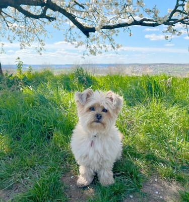 Sissilein - Havaneser-Yorkshire-Terrier, Havaneser-Yorkshire-Terrier-Mix - Hündin
