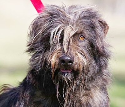 Sissy - Besitzerin leider verstorben, Mischling - Hündin