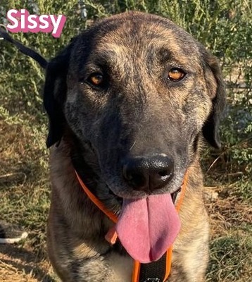 Sissy, Mischling - Hündin