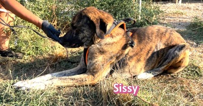 Sissy, Mischling - Hündin