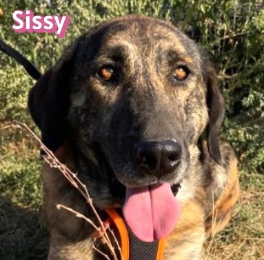 Sissy, Mischling - Hündin