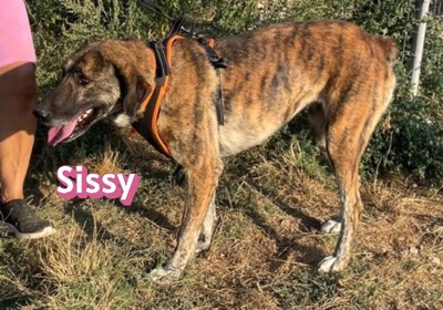Sissy, Mischling - Hündin