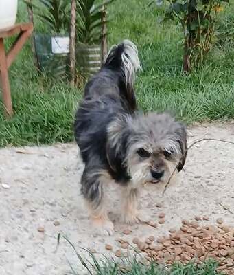 Sissy, Mix - Hündin