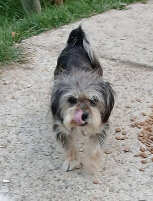 Sissy, Mix - Hündin
