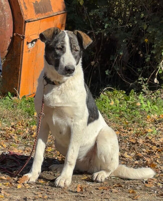 Sissy sucht ein feines Zuhause