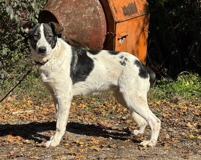 Sissy sucht ein feines Zuhause, Mischling - Hündin