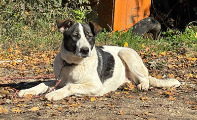 Sissy sucht ein feines Zuhause, Mischling - Hündin