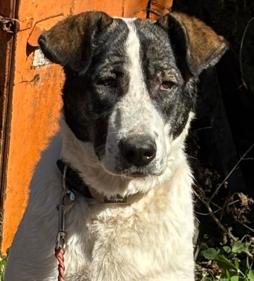 Sissy sucht ein feines Zuhause, Mischling - Hündin