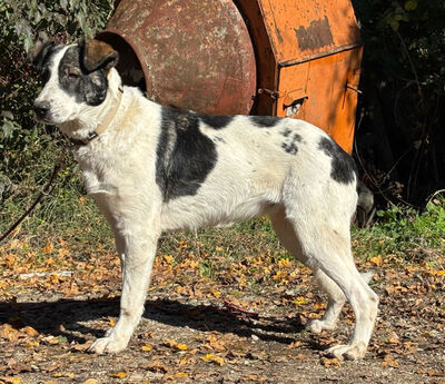 Sissy sucht ein feines Zuhause