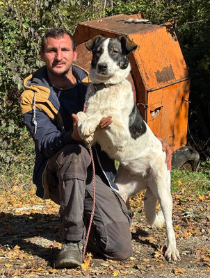 Sissy sucht ein feines Zuhause, Mischling - Hündin