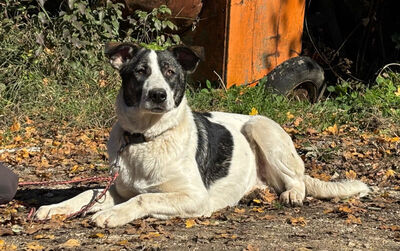 Sissy sucht ein feines Zuhause, Mischling - Hündin