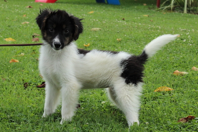 Sistine, Mischling Welpen - Hündin