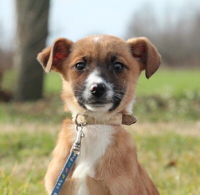 Siya, Mischling Welpen - Hündin