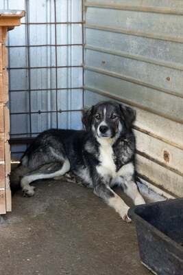 🌌 Skadi – Hüterin der Straßen, Sucherin eines Herzens