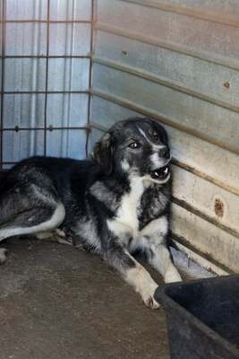 🌌 Skadi – Hüterin der Straßen, Sucherin eines Herzens, Mischling - Hündin