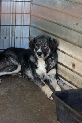 🌌 Skadi – Hüterin der Straßen, Sucherin eines Herzens, Mischling - Hündin