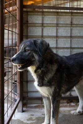 🌌 Skadi – Hüterin der Straßen, Sucherin eines Herzens, Mischling - Hündin