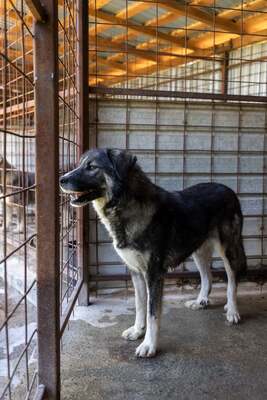 🌌 Skadi – Hüterin der Straßen, Sucherin eines Herzens, Mischling - Hündin