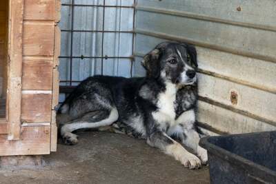 🌌 Skadi – Hüterin der Straßen, Sucherin eines Herzens, Mischling - Hündin