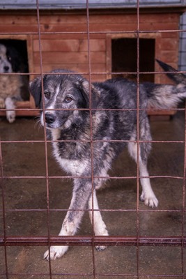 🌌 Skadi – Hüterin der Straßen, Sucherin eines Herzens, Mischling - Hündin