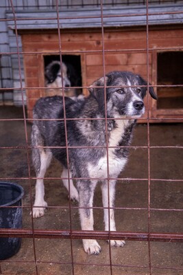 🌌 Skadi – Hüterin der Straßen, Sucherin eines Herzens, Mischling - Hündin