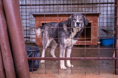 🌌 Skadi – Hüterin der Straßen, Sucherin eines Herzens, Mischling - Hündin