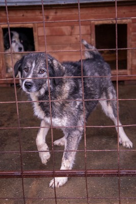 🌌 Skadi – Hüterin der Straßen, Sucherin eines Herzens, Mischling - Hündin