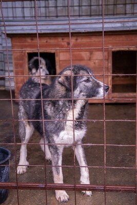 🌌 Skadi – Hüterin der Straßen, Sucherin eines Herzens, Mischling - Hündin