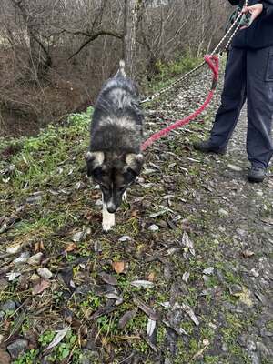 🌌 Skadi – Hüterin der Straßen, Sucherin eines Herzens, Mischling - Hündin