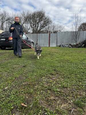 🌌 Skadi – Hüterin der Straßen, Sucherin eines Herzens, Mischling - Hündin