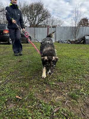 🌌 Skadi – Hüterin der Straßen, Sucherin eines Herzens, Mischling - Hündin