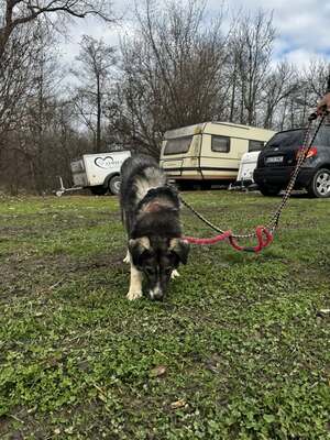 🌌 Skadi – Hüterin der Straßen, Sucherin eines Herzens, Mischling - Hündin
