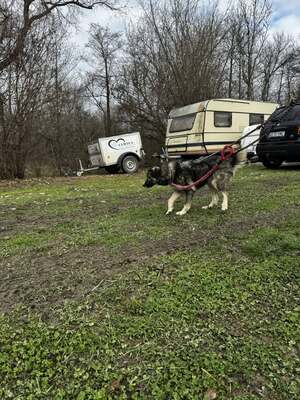 🌌 Skadi – Hüterin der Straßen, Sucherin eines Herzens, Mischling - Hündin