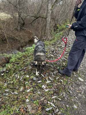 🌌 Skadi – Hüterin der Straßen, Sucherin eines Herzens, Mischling - Hündin